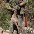 La caza salvaje en "Es Ravell�". Fais�n abatido.