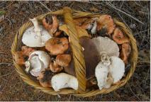 Abundancia de setas en temporada