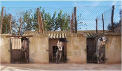 Habit�culos para perros de caza