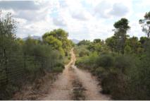 Camino particular hacia la playa