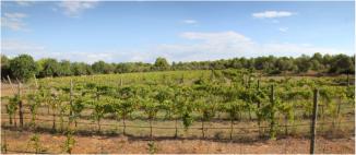 1.500 cepas de vi�a, de la variedad "viognier", con riego