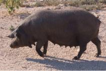 Cerdos, con sus instalaciones